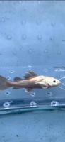 Platinum RedTail Catfish 2"-3" (Phractocephalus hemioliopterus)